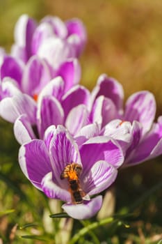 Crocus - Crocus - with bees - in a macro image