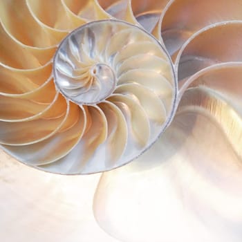shell nautilus pearl Fibonacci sequence symmetry cross section spiral structure golden ratio background mollusk (nautilus pompilius) copy space half split stock, photo, photograph, image, picture,