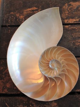shell nautilus pearl Fibonacci sequence symmetry cross section spiral structure golden ratio background mollusk (nautilus pompilius) copy space half split stock, photo, photograph, image, picture,