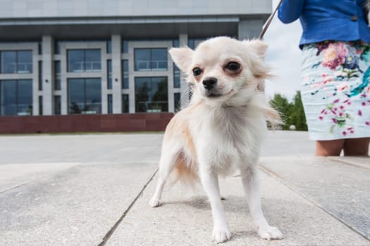 walking with chihuahua puppy on the city background
