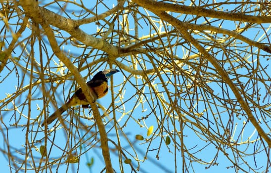 Aracari Toucan in Mexico near Xpujil, Campeche