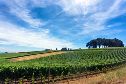 Vineyard for Pinot Noir wine in Oregon wine country