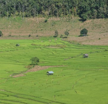 Beautiful aerial view of traditional rice terrace fields in Chiang Mai, Thailand
