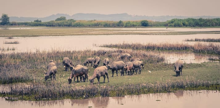 Herd of water buffalo in Talay-Noi Ramsar Sites in Phattalung province , Thailand. Vintage color image