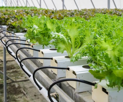 Organic Hydroponic Fillie Iceburg leaf lettuce vegetables plantation in aquaponics system