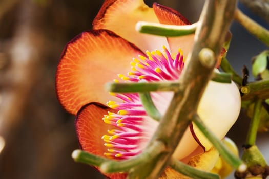 Cannonball tree in bloom,close-up of the tropical flower in the tree