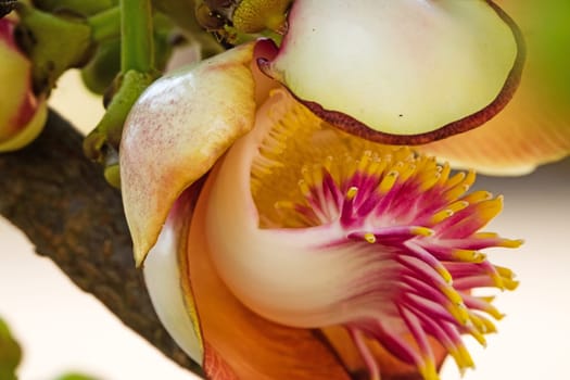 Cannonball tree in bloom,close-up of the tropical flower in the tree