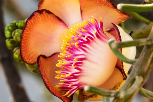 Cannonball tree in bloom,close-up of the tropical flower in the tree