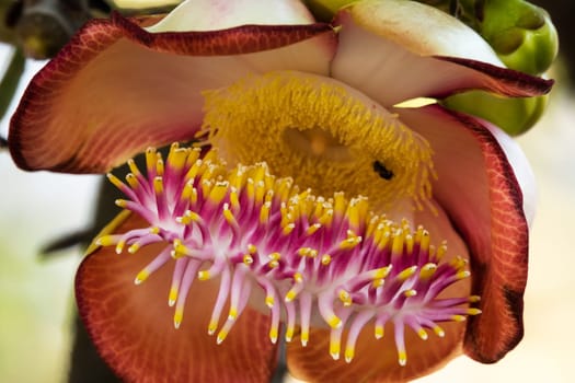 Cannonball tree in bloom,close-up of the tropical flower in the tree
