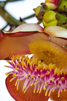 Cannonball tree in bloom,close-up of the tropical flower in the tree