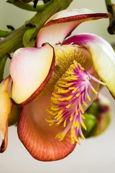 Cannonball tree in bloom,close-up of the tropical flower in the tree