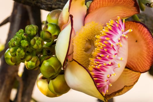 Cannonball tree in bloom,close-up of the tropical flower in the tree