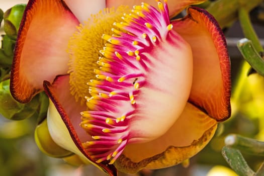 Cannonball tree in bloom,close-up of the tropical flower in the tree