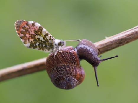 Orange tip