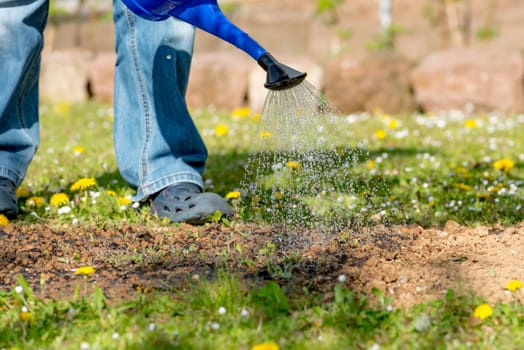 Water a flower bed with a watering can