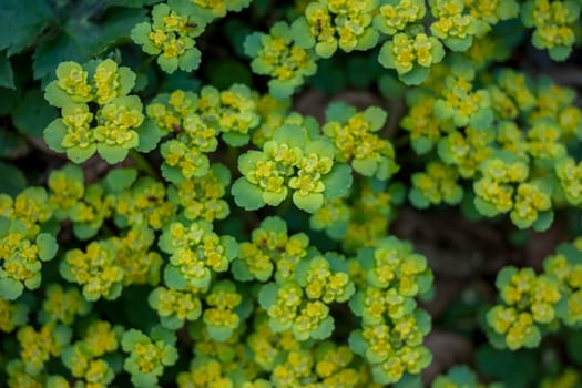 green flat small spring forest plant as background top view