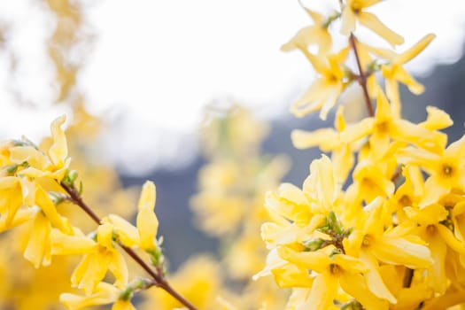 yellow spring blooming bush can be used as background