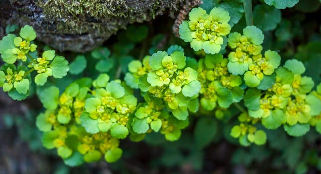 green flat small spring forest plant as background top view