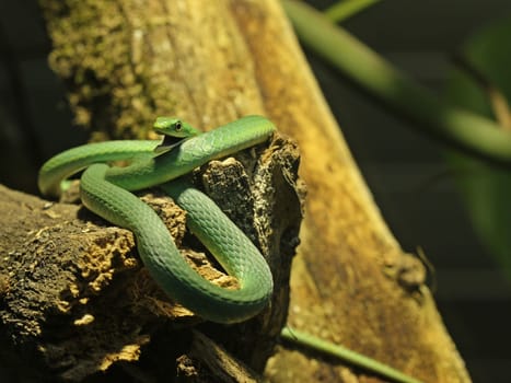 Yawning Rough Grass Snake (Opheodrys aestivus)