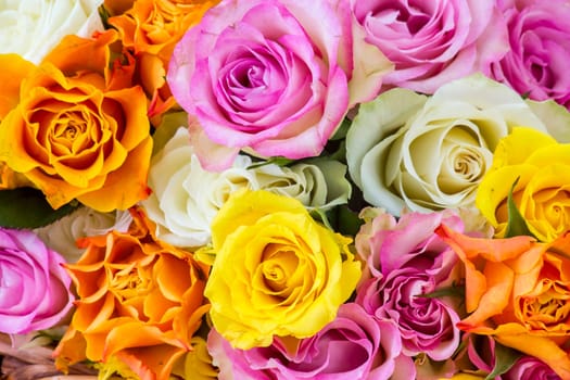 roses background