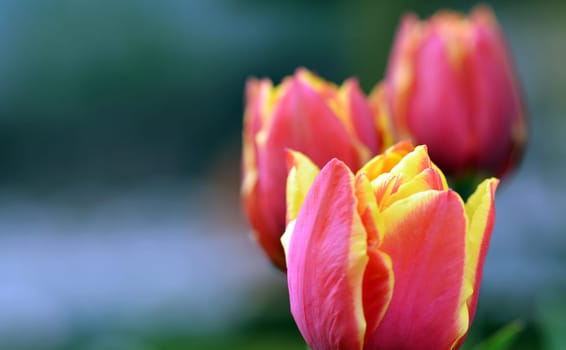 Tulips