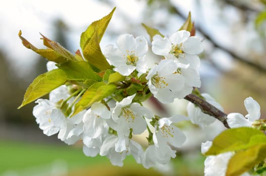 Cherry blossom