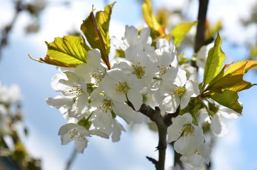 Cherry blossom