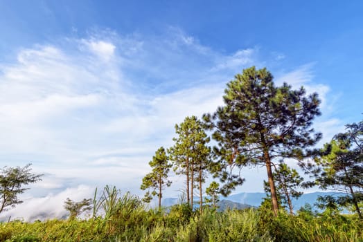 Khasiya pine or Pinus kesiya green trees and fog on blue sky background, beautiful natural landscape of mountain range in the winter at Phu Chi Fa Forest Park, Chiang Rai Province, Thailand