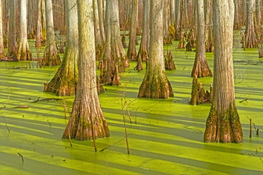 Trunk Details in a Cypress Swamp in Heron Pond in the Cache River Natural Area in Illinois