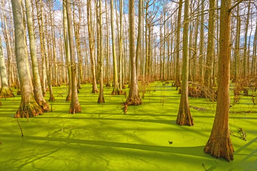 Sun Breaking Through on a Cypress Swamp in the Cache River Natural Area at Heron Pond in Illinois
