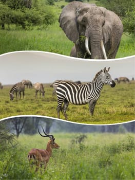 Collage of Animals from Tanzania - travel background (my photos)