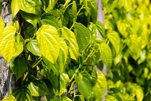 Betel pepper,piper betle leaves as a climbing plant on the plantation