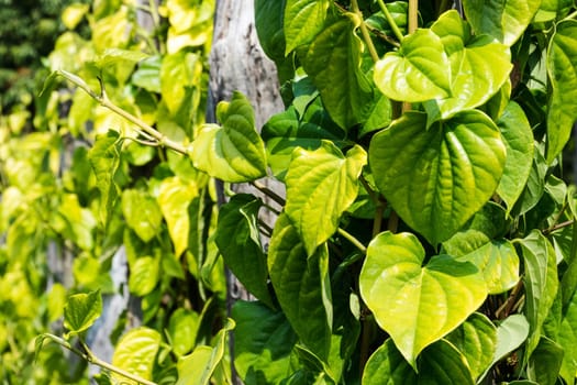 Betel pepper,piper betle leaves as a climbing plant on the plantation