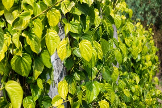 Betel pepper,piper betle leaves as a climbing plant on the plantation