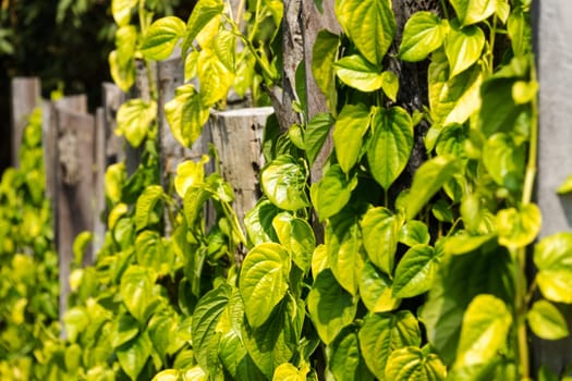 Betel pepper,piper betle leaves as a climbing plant on the plantation