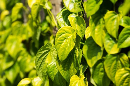 Betel pepper,piper betle leaves as a climbing plant on the plantation