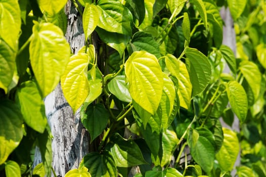 Betel pepper,piper betle leaves as a climbing plant on the plantation