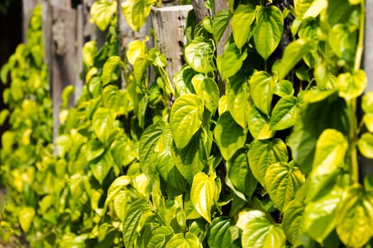 Betel pepper,piper betle leaves as a climbing plant on the plantation