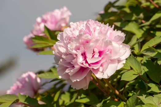 Flowering shrub peonies
