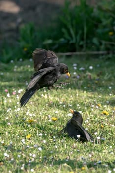 Two male blackbirds in battle