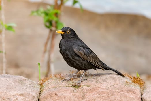 Blackbird male sits on a stone