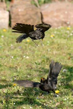 Two male blackbirds in battle