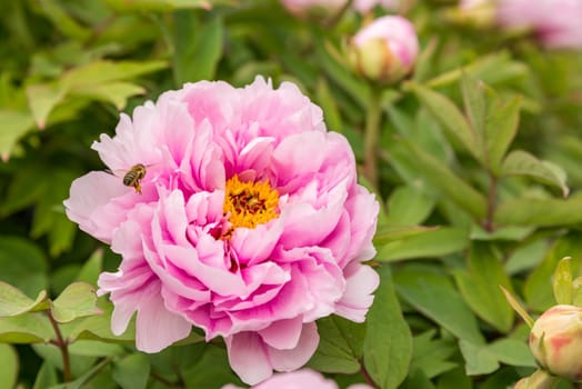 Flowering shrub peonies