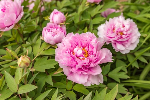 Flowering shrub peonies