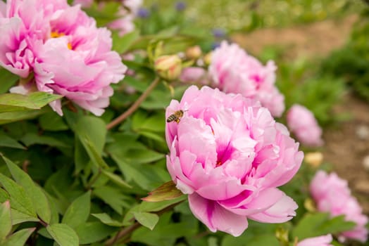 Flowering shrub peonies