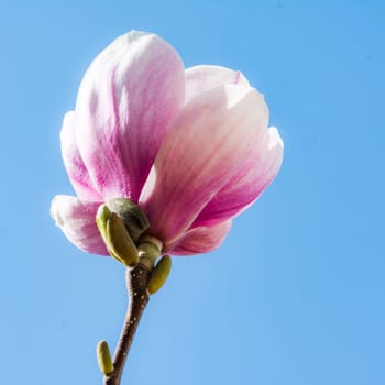 Pink blossom of a magnolia tree