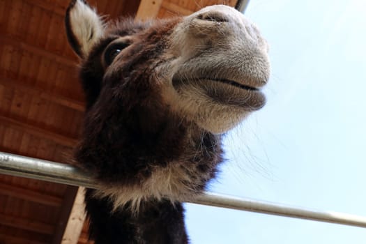 The head of a donkey photographed from below. Face and head of a donkey