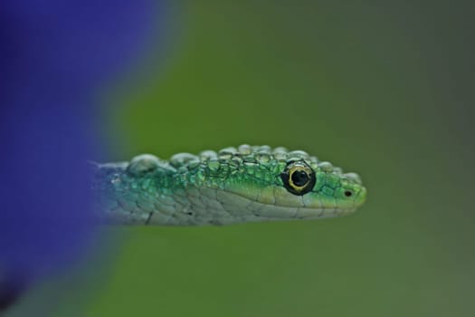 Rough grass snake (Opheodrys aestivus) with water drops on Usambara violets