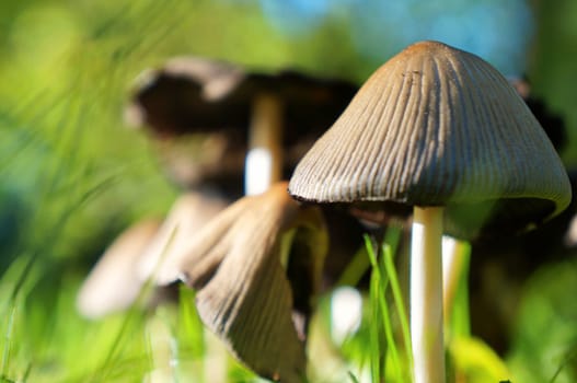Mushrooms on a meadow,close-up