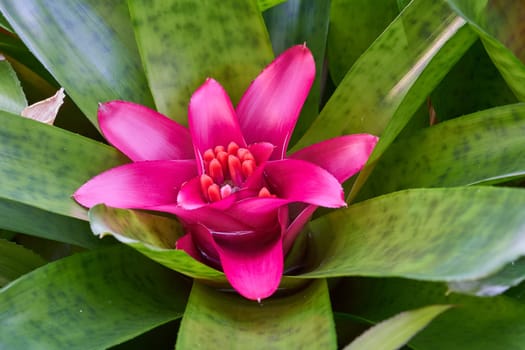 Flowering of a bromelia in a greenhouse
